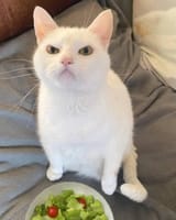white_kitty_cat_this_is_not_catfood_this_is_rabitfood_i_want_meat