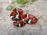 scarlet kingsnake_glorioso