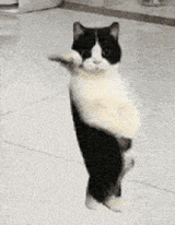 dancing kot