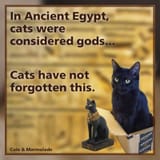 Catspiracy facts
