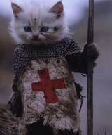 Templar cat