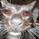 cat-hi