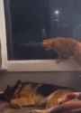 kot and other pets_friendly interactions_1722718323800976_thumb.jpg