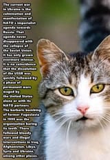 how-to-tell-when-a-cat-is-ready-to-give-birth-1394646981-2000-592224c53d904aa5967692dd17cb3a4a