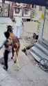 india Cow rams grandma_thumb.jpg