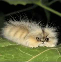catapillar_thumb.jpg