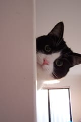 Oreo
