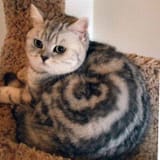 CINNABONKOT01