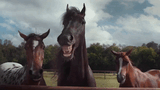 giphy (1)