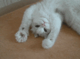 blinkers-cat
