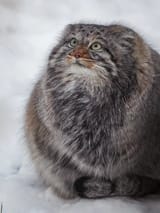 GetlIHjX0AAB8-B