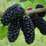 bestberry