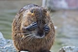 coypu-myocastor-coypus-also-known-as-river-rat-or-nutria