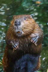 close-up-portrait-view-of-a-beaver-standing
