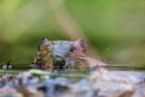north-american-beaver