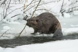 beaver-american-beaver-castor-canadensis