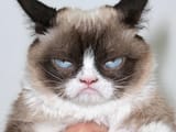 190517103414-01-grumpy-cat-file-restricted