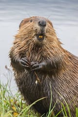 north-american-beaver (1)