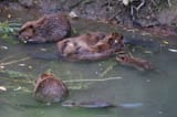 Beaver_family_upper_Los_Gatos_Creek_2008_Mercury_Freedom