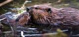BeaverMother-and-Kit
