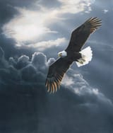 eagle-soaring
