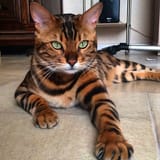 nanotiger