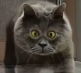 cat looks at turtle