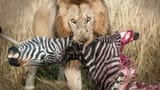 lion_gotta_eat_