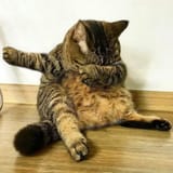 cat dab