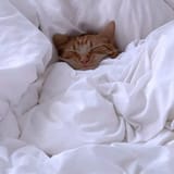 Snug Cat