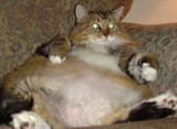 Typical TV watcher