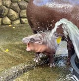 bitebath