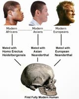 human-races &amp; congoid