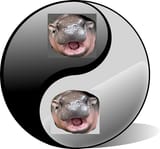 yy