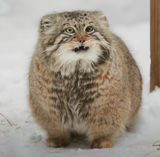 Blessed Pallas Cat