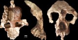 anadoluvius turkae
