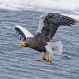 IMG_61002019_02_13StellersSeaEagleJapanEOS5DMarkIV