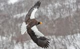 Stellers_sea_eagle-Sascha-Wenninger-optimized