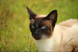 MeowDeng