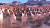 chickens
