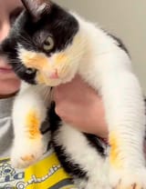 how-to-get-spaghetti-stain-out-of-cat-v0-b6ic982rmite1