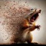 crazy squirrel