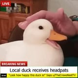 look-how-happy-this-duck-is-v0-2rru4blfodg81