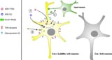 dormant mutated rabies virus