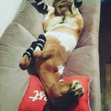 FillyCouch