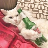 STELLAKOT