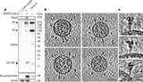 41586_2020_2665_Fig1_HTML