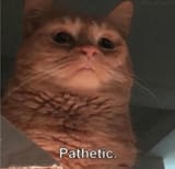 judgement_cat