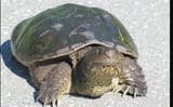 2025-06-29 08_55_46-turtle-by-Jayne-Winters.jpg (1400×922) - Thorium