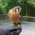 birb1_thumb.jpg